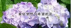 什么植物的花语是梦想