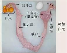 解剖母鸡蛋道示意图