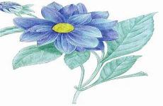 各种花朵的画画图片