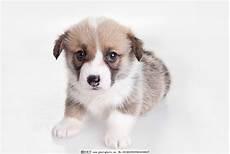 细狗幼犬图片及价格细狗多少钱一只