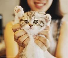 小猫刚故事