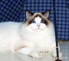 布偶猫喜欢掉毛吗