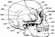 颅组词语