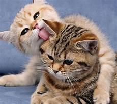 小猫咪的一整天故事